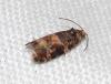 Lobesia sp.